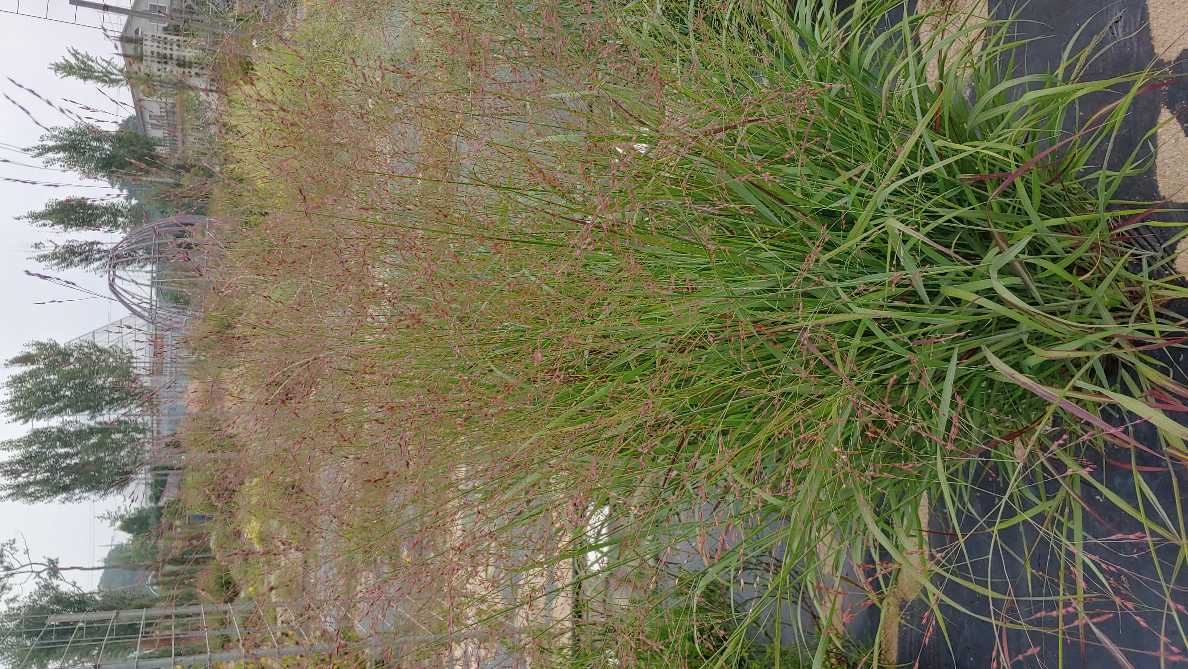 Panicum virgatum 'Shenandoah'